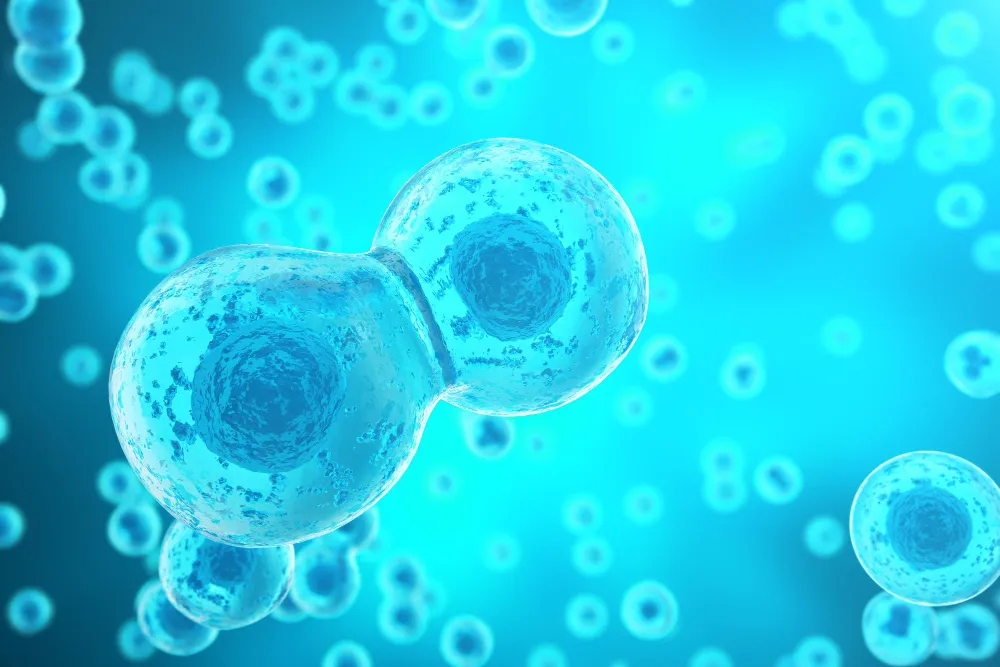 Egg Freezing Concept.