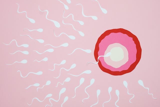 A close-up of a fertilization process